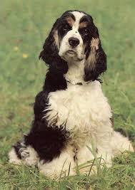 Image result for americký kokršpaněl