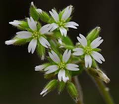 Image result for Cerastium glomeratum