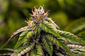 Maybe you would like to learn more about one of these? Weed 1080p 2k 4k 5k Hd Wallpapers Free Download Wallpaper Flare