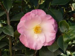 April Remembered Ice Angels Camellia Monrovia April Remembered Ice Angels Camellia Evergreen Flowering Shrubs Plants Flower Landscape