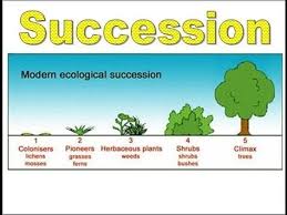 Ecology Succession Cycles Ecological Succession Ecology High School