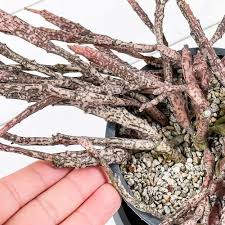 Image result for Euphorbia platycephala