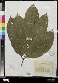 Image result for Pseudospondias