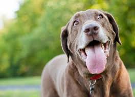 The signs of cancer in dogs may vary greatly depending upon a number of factors. Dog Mouth Cancer Symptoms Treatment And Life Expectancy Petmd