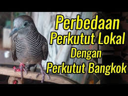 Burung ciblek merupakan salah satu jenis burung perkicau dengan body kecil seperti burung pleci. Gambar Perkutut Jantan Dan Betina