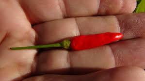 Image result for Capsicum frutescens