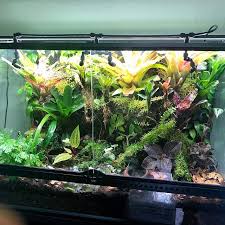A Full Tank Shot Of A Exo Terra Build For A Client That Is A Little Over A Year Old Now Exoterra A Full Tank Shot Of A Bioactive Vivarium Vivarium