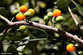 Image result for Dictyophleba