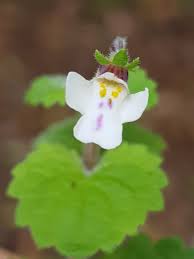 Image result for Diclis ovata