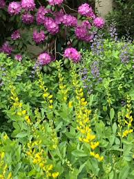 Image result for Baphia multiflora