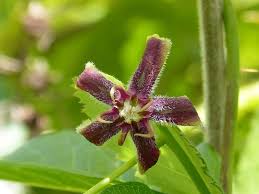 Image result for Periploca