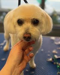 My Furry Friends Dog Grooming & Boutique