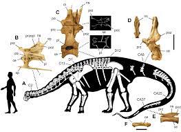 The 500 teeth dinosaur has a wide mouth, shaped like a suction slit. Nigersaurus Wikipedia