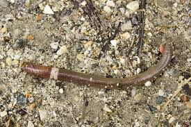 The tapeworm egg then hatches in the animal's intestine, where it latches onto the intestinal wall. Jumping Worms The Creepy Damaging Invasive You Don T Know
