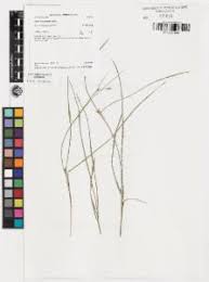 Image result for Scleria mikawana