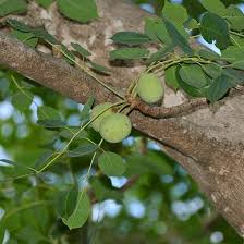 Image result for Sclerocarya