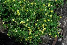 Image result for Jasminum bakeri