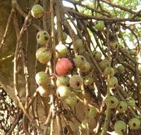 Image result for Ficus sur