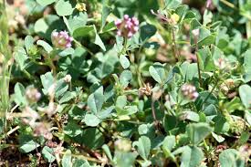 Image result for Trifolium