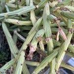 Image result for Kleinia longiflora