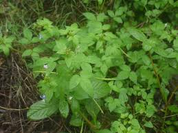 Image result for Cleome rutidosperma