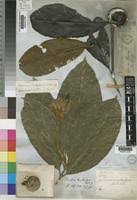 Image result for Rothmannia whitfieldii