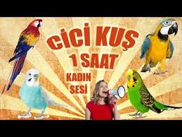 Papagan Ve Muhabbet Kusu Konusturma Sesi Ses Kaydi Cici Kus 1 Saat Youtube