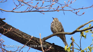 Song Thrush Oter Ardic Youtube