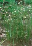 Image result for Cyperus margaritaceus