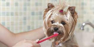 How to brush a dogs teeth. 7 Best Dog Toothpastes Of 2021 For Healthy Gums And Teeth