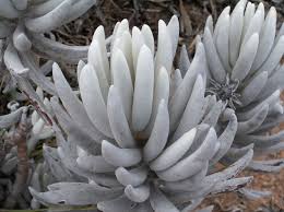 Image result for Senecio sp.no.3