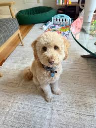 Dewey has been the best addition to our family! We love him so much! He has  the sweetest personality! He's been potty and crate trained since day 1!  He's learned how to