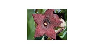 Image result for Orbea melanantha