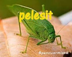 Mulai dari belalang sembah, belalang kunyit, belalang pelesit, belalang kayu, belalang merah dan lain sebagainya. Bidara Lab Penawar Mistik Pelesit Pelesit Merujuk Kepada Sejenis Makhluk Halus Kemungkinannya Dari Golongan Jin Syaitan Yang Dipelihara Oleh Seseorang Biasanya Wanita Bagi Tujuan Memudaratkan Musuh Pemeliharaan