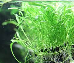 Check spelling or type a new query. 9 Jenis Tanaman Aquascape Yang Cocok Untuk Ikan Cupang Bisa Dimakan Atau Malah Buat Mainan