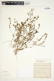 Image result for Zornia setosa