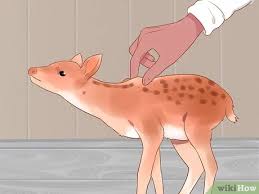 3 Ways To Bottle Feed An Orphaned Fawn Wikihow