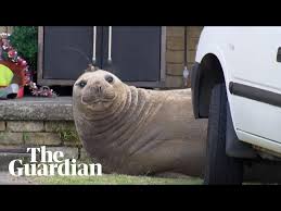 Sleepy elephant seal stops Tasmanian woman from going to work