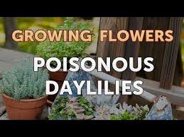 Check spelling or type a new query. Are Daylilies Poisonous To Dogs And Cats 2021 The Dog Visitor