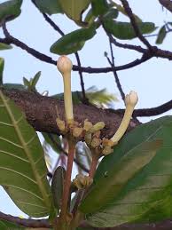 Image result for Guettarda