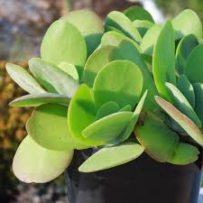 Image result for Kalanchoe glaucescens
