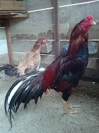 Untuk kali ini tim sabung ayam online akan membahas tentang ayam jenis saigon dari negara vietnam, atau biasa yang lebih di kenal dengan sebutan ayam saigonvietnam. Gambar Ayam Saigon Asli Import