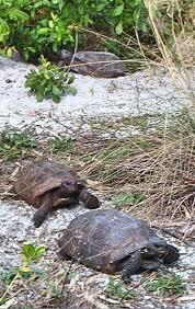Learn more about prickly pear cactus uses, benefits, side effects, interactions, safety concerns, and effectiveness. Gopher Tortoise Team Palm Island Estates