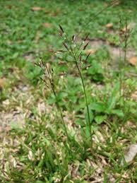 Image result for Chrysopogon