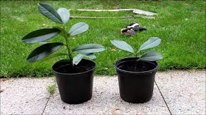 Es empfiehlt sich die verwendung einer scharfen gartenschere, um beim rückschnitt das laub nicht zu verletzen. Kirschlorbeer Vermehren Newwonder555 Youtube