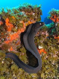 Black Eel Ocean Creatures Ocean Animals Ocean Fishing