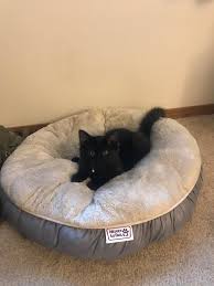 My Smol Void Had Just Stolen His Brothers Bed In 2020 Fluffy Animals Kittens Cutest Serious Cat