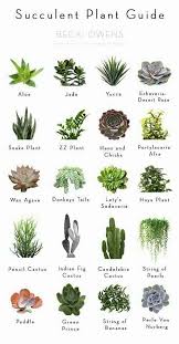 Succulent Succulent Plant Guide Weddingideasindoor Plants