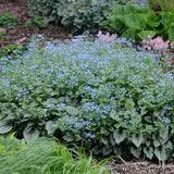 Image result for Brunnera `Jack Frost`