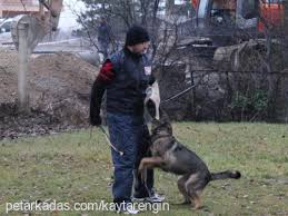 Zincirlenmis Kopek Neden Saldirir Petarkadas Com